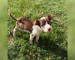 He Was Just 3 Pounds And Eating Trash — Now This Once-Starving Puppy Has The Happiest Life