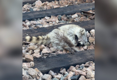 Workers Thought She Was Gone — Then The “Motionless” Figure On The Tracks Moved