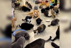 This Rescue Dog “Begs” To Join 350 Cats At A Sanctuary — And They Let Her