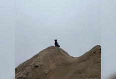 Factory Workers Notice a Silent ‘Gentle Giant’ Watching From Afar — And Refuse to Give Up on Her