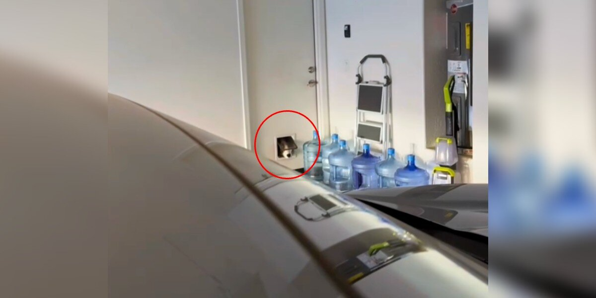 Couple Sets Up a Stakeout to Catch a Midnight Kibble Thief — and His Guilty Reaction Is Priceless