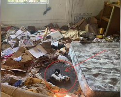 She Walked Into an Abandoned House in the Woods — and Found a Pile of Tiny Lives Huddled Together