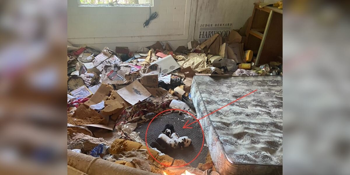 She Walked Into an Abandoned House in the Woods — and Found a Pile of Tiny Lives Huddled Together