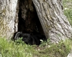 She Saw a Pair of Frightened Eyes in a Hollow Tree — and Refused to Drive Away