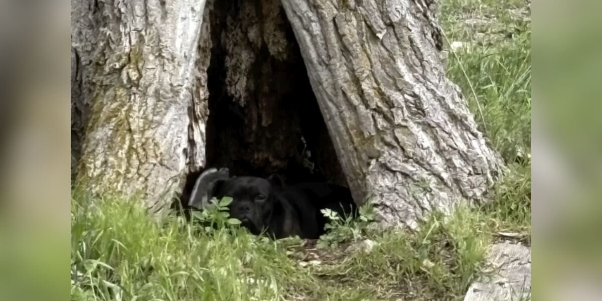 She Saw a Pair of Frightened Eyes in a Hollow Tree — and Refused to Drive Away