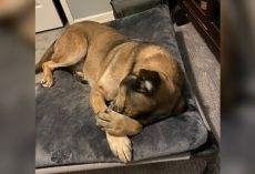 After Years in a Kennel, This Shelter Dog Slept in a Real Bed for One Magical Night