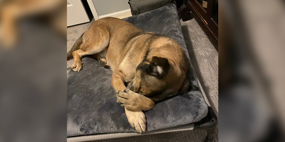 After Years in a Kennel, This Shelter Dog Slept in a Real Bed for One Magical Night