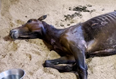 Skinny Horse Who Couldn’t Lift His Head Up Runs Now