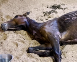 Skinny Horse Who Couldn’t Lift His Head Up Runs Now