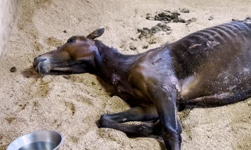 Skinny Horse Who Couldn't Lift His Head Up Runs Now