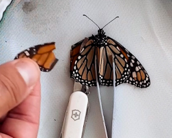 Couple Performs Surgery On An Injured Butterfly