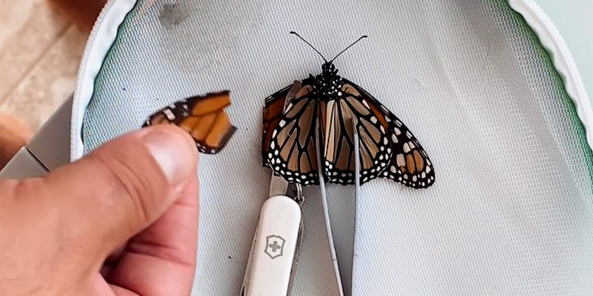 Couple Performs Surgery On An Injured Butterfly