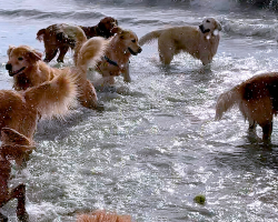 Dog Meets Up With 200 Other Golden Retrievers Once A Month