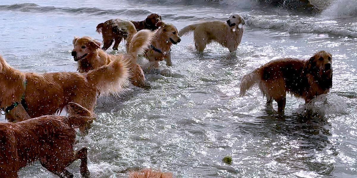 Dog Meets Up With 200 Other Golden Retrievers Once A Month