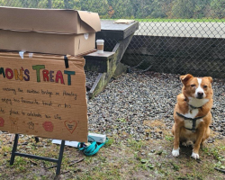 Before Saying Goodbye, This Dog Shared His Favorite Donuts With Every Friend He Loved