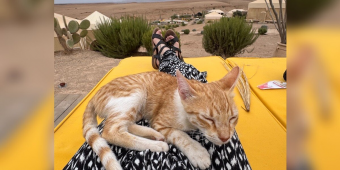 Tiny Kitten Appears Outside a Couple’s Tent in the Desert — and Refuses to Leave Without Them