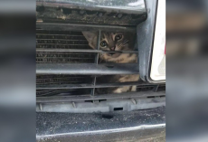 Man Hears Faint Crying Outside — and Finds a Tiny Kitten Trapped Inside a Truck