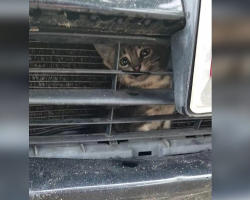 Man Hears Faint Crying Outside — and Finds a Tiny Kitten Trapped Inside a Truck