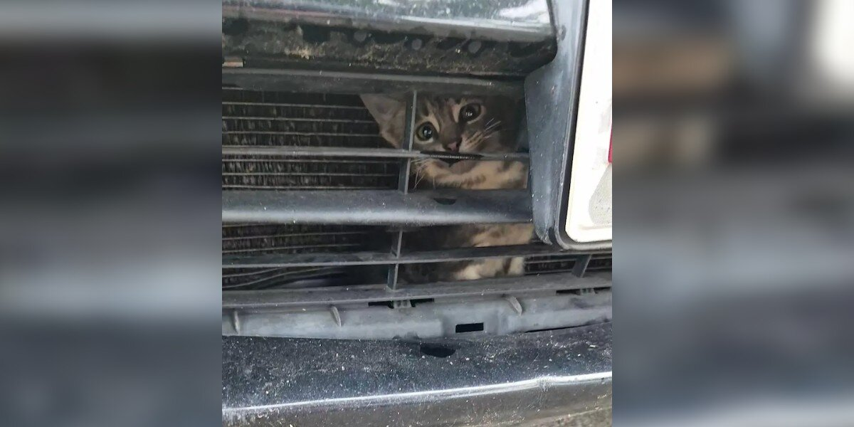 Man Hears Faint Crying Outside — and Finds a Tiny Kitten Trapped Inside a Truck