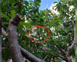 Woman Sees a Strange Black Shape Hanging in Her Cherry Tree — Then Realizes It’s a Bat in Trouble