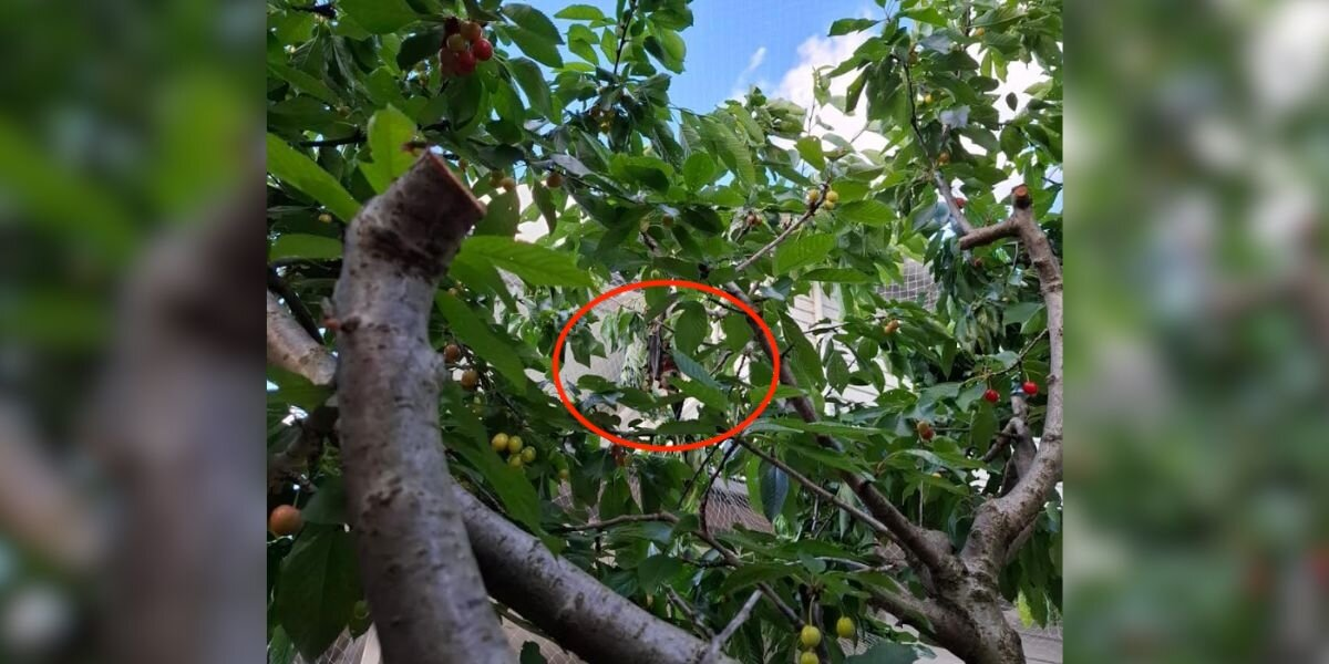 Woman Sees a Strange Black Shape Hanging in Her Cherry Tree — Then Realizes It’s a Bat in Trouble