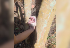 Rescuer Finds a Tiny Animal Trapped Upside Down Between Trees — And Races to Save Him