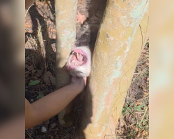 Rescuer Finds a Tiny Animal Trapped Upside Down Between Trees — And Races to Save Him