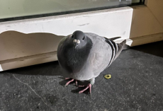 Woman Comes Home To A Pigeon Waiting On Her Doormat — And The Tag On Her Leg Tells A Story