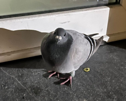 Woman Comes Home To A Pigeon Waiting On Her Doormat — And The Tag On Her Leg Tells A Story