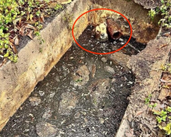 Homeowner Hears Desperate Screams — And Finds A Dog Fighting To Stay Afloat In A Septic Tank