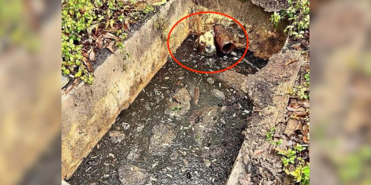 Homeowner Hears Desperate Screams — And Finds A Dog Fighting To Stay Afloat In A Septic Tank