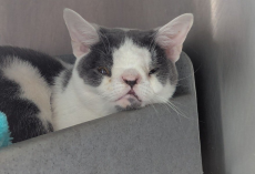 Rescuers Save An Abandoned Cat — Then Notice The Unique Feature That May Have Changed His Life