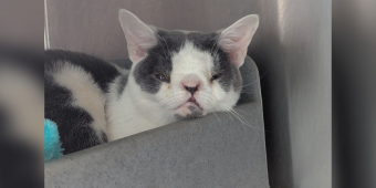 Rescuers Save An Abandoned Cat — Then Notice The Unique Feature That May Have Changed His Life