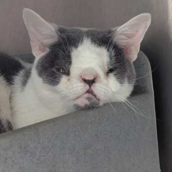 Rescuers Save An Abandoned Cat — Then Notice The Unique Feature That May Have Changed His Life