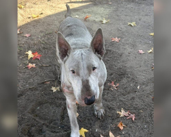 Dog Covered In Motor Oil Wandered The Streets For Months — Until Someone Finally Noticed Him