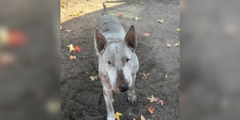 Dog Covered In Motor Oil Wandered The Streets For Months — Until Someone Finally Noticed Him