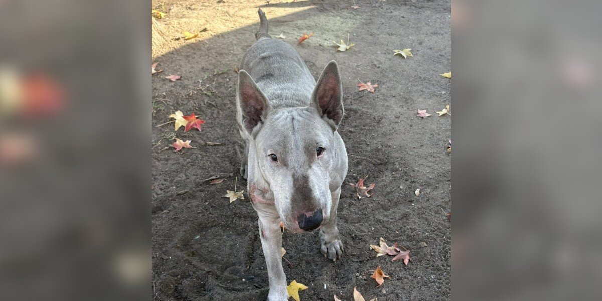 Dog Covered In Motor Oil Wandered The Streets For Months — Until Someone Finally Noticed Him