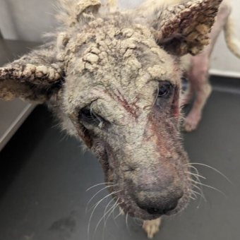 Dog Who Looked Like She Was “Covered In Concrete” Makes An Incredible Comeback