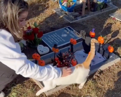 Couple Visiting Their Cat’s Grave Meets A Friendly Stray — And It Feels Like A Sign