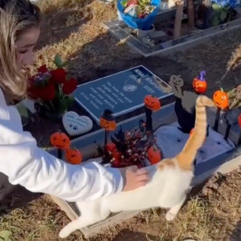 Couple Visiting Their Cat’s Grave Meets A Friendly Stray — And It Feels Like A Sign