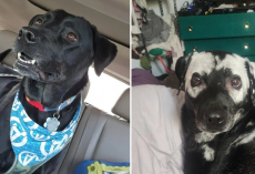 Family Watches In Amazement As Their Black Dog Slowly Changes Color