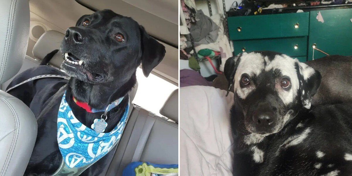Family Watches In Amazement As Their Black Dog Slowly Changes Color