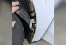 Man Spots A Tiny Kitten By The Road — Moments Later She’s Hiding Inside His Truck
