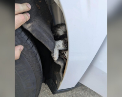 Man Spots A Tiny Kitten By The Road — Moments Later She’s Hiding Inside His Truck