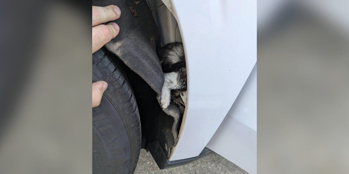 Man Spots A Tiny Kitten By The Road — Moments Later She’s Hiding Inside His Truck