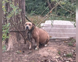 Abandoned Pregnant Dog Rescued Just In Time To Welcome Her Puppies Safely