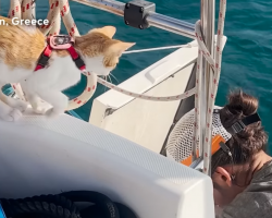 Rescued Stray Kitten Now Lives On A Yacht Full-Time With Her Parents