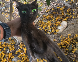 “Rotting” Three Legged Cat Has The Most Inspiring Glow-Up