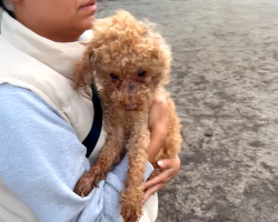 Couple Finds Poor Furry Puppy Thrown Away In Trash Can