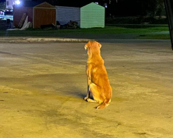 Loyal Dog Left In Store Parking Lot Kept Hoping His Owner Would Return